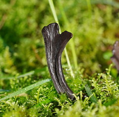 Clavulina tasmanica