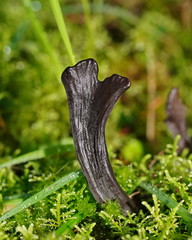 Clavulina tasmanica