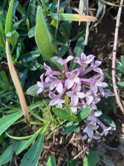 Daphne striata