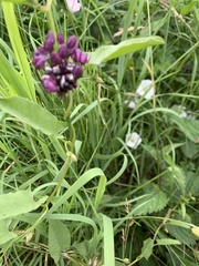 Allium