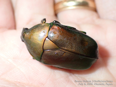 Pseudotorynorrhina japonica