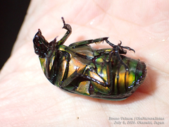 Pseudotorynorrhina japonica