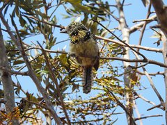 Trachyphonus darnaudii