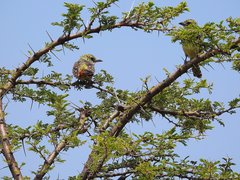 Trachyphonus darnaudii