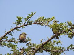 Trachyphonus darnaudii