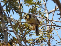 Trachyphonus darnaudii