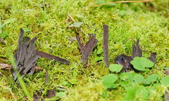 Clavulina tasmanica