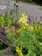 Linaria vulgaris