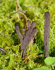 Clavulina tasmanica