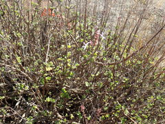 Aeollanthus parvifolius