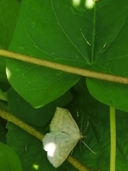 Psammotis pulveralis