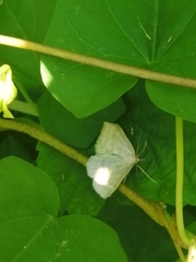 Psammotis pulveralis