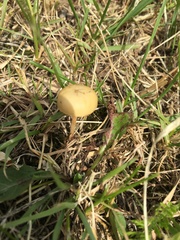 Fungi