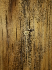 Olethreutes punctanum