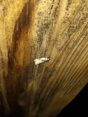 Olethreutes punctanum