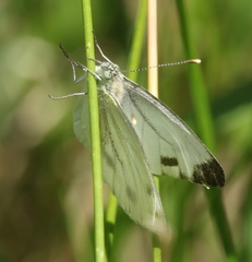 Pieris napi