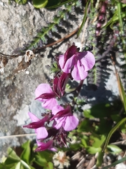 Pedicularis kerneri