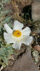 Argemone pleiacantha