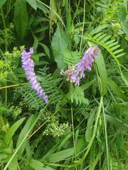 Vicia cracca