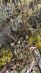 Cladonia