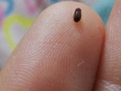 Bostrichoidea