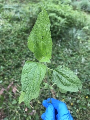 Conoclinium coelestinum