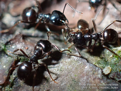 Lasius spathepus