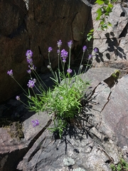 Lavandula angustifolia