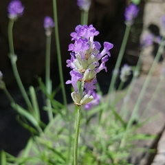 Lavandula angustifolia