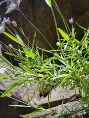 Lavandula angustifolia
