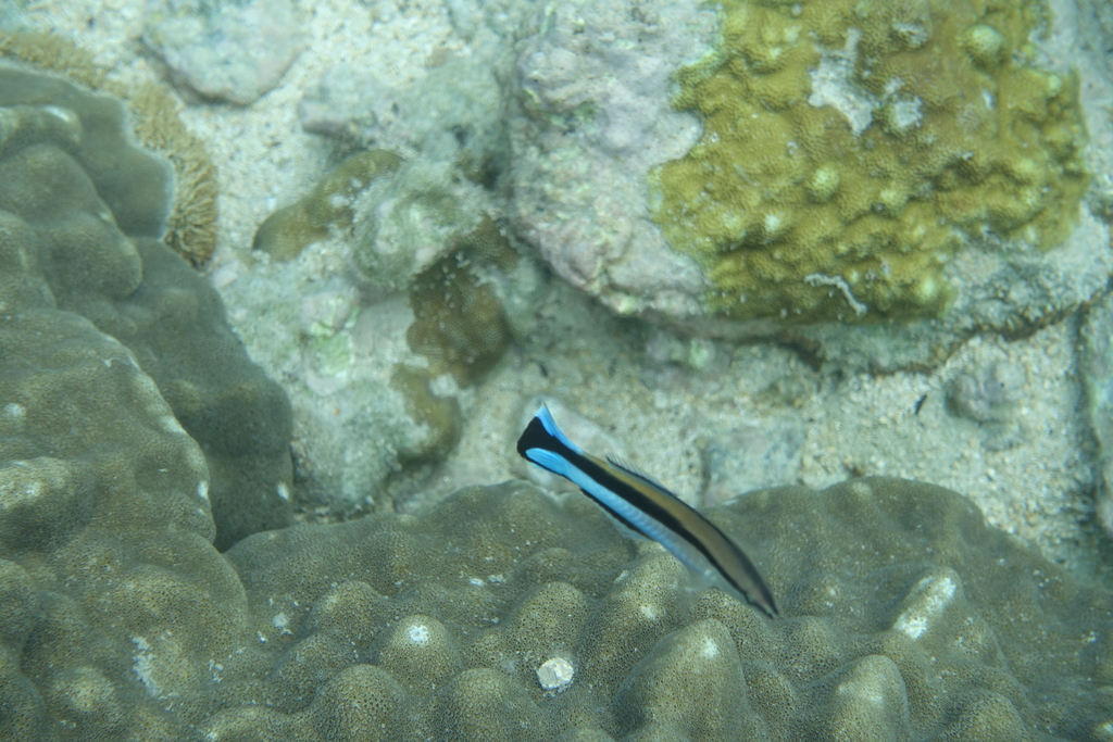 Wrasse