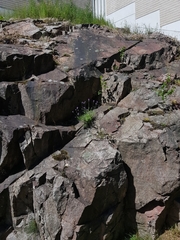 Lavandula angustifolia