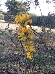 Cestrum oblongifolium