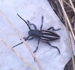Dorcadion fuliginator meridionale