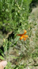 Anisacanthus thurberi