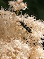 Chlorophorus herbstii