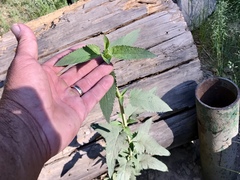 Scrophularia parviflora