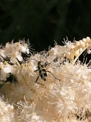 Chlorophorus herbstii