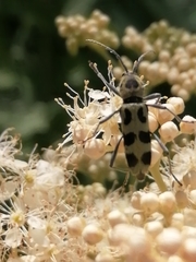 Chlorophorus herbstii