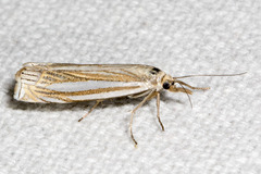 Crambus laqueatellus