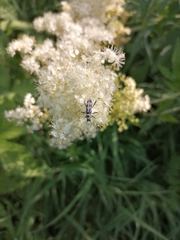 Chlorophorus herbstii