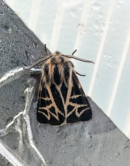 Apantesis williamsii