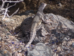 Callisaurus draconoides rhodostictus