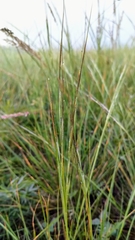 Hesperostipa curtiseta