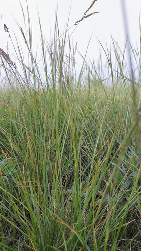 Image of Western Porcupine Grass by (c) Doug Macaulay, some rights reserved (CC BY)