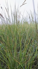 Hesperostipa curtiseta