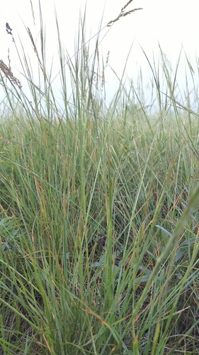 Image of Hesperostipa curtiseta by (c) Doug Macaulay, some rights reserved (CC BY)