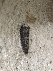 Syricoris lacunana