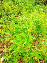 Phleum pratense nodosum