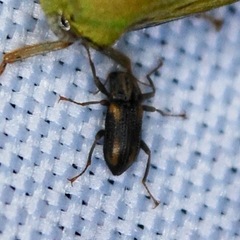Stenelmis